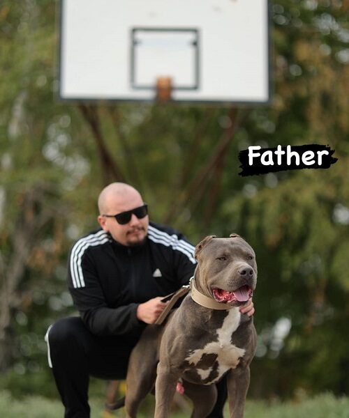 AMERICAN BULLY Xl