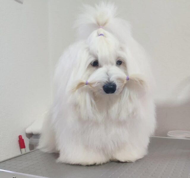 Coton de Tulear