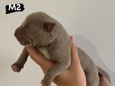 AMERICAN BULLY Xl