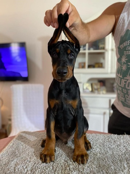 Doberman