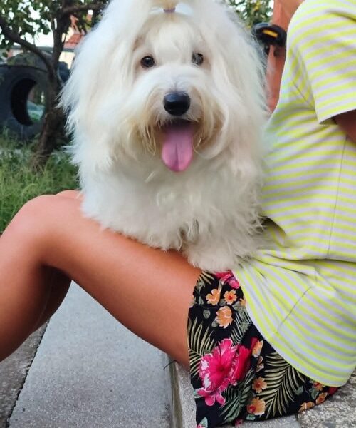 Coton de Tulear