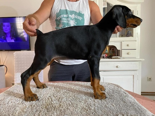 Doberman