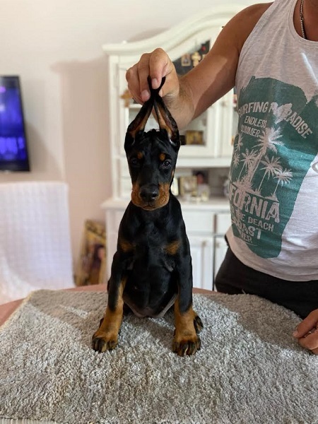 Doberman