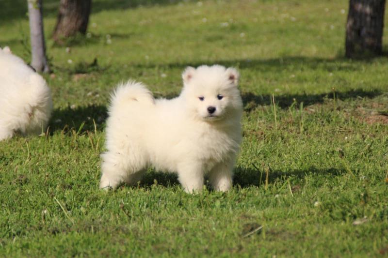 Samojed štenci