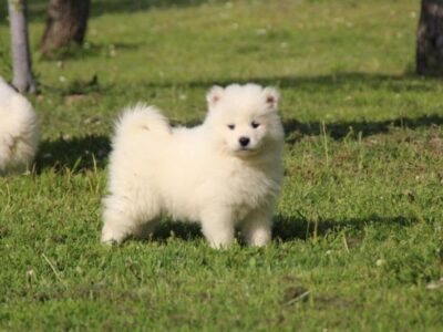 Samojed štenci