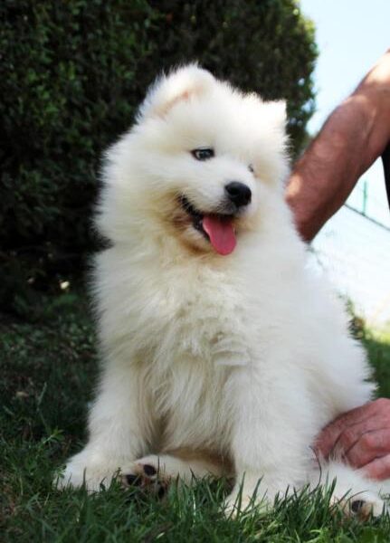 Samojed štenci