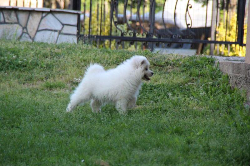 Samojed štenci