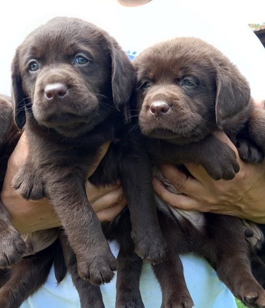 Labrador Retriver štenci