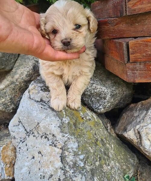 Maltipoo štenci