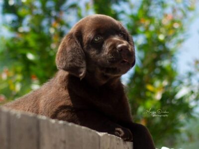 Labrador Retriver štenci