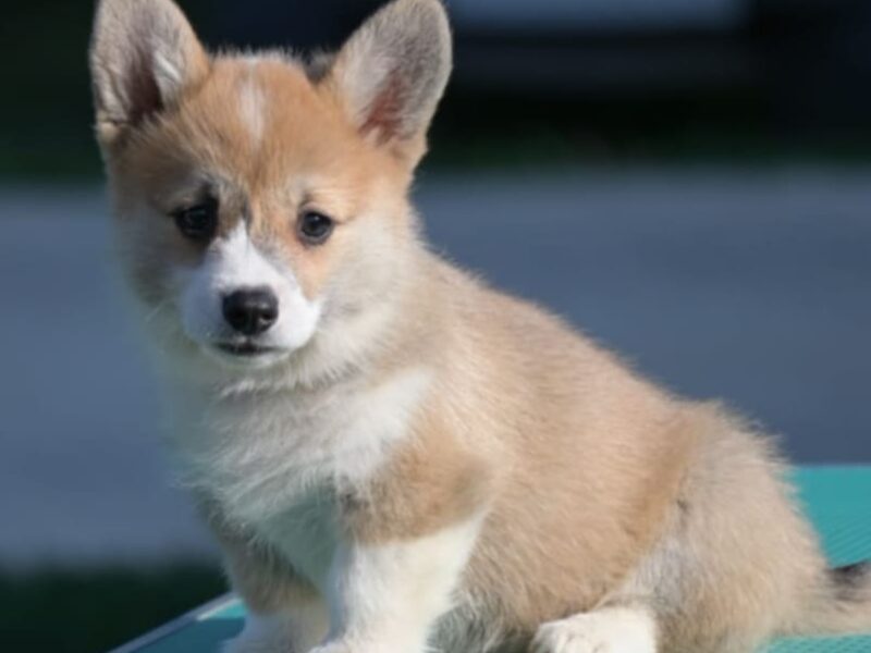 Velski korgi/Welsh Corgi Pembroke