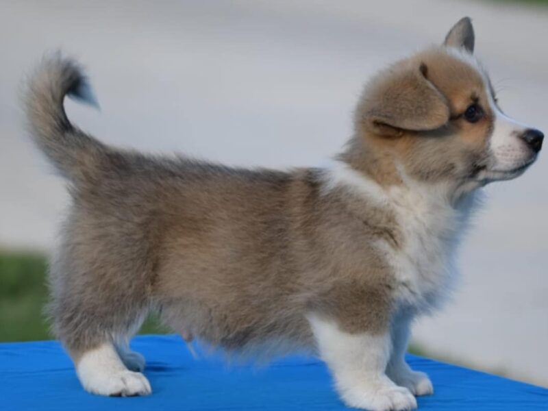 Velski korgi/Welsh Corgi Pembroke