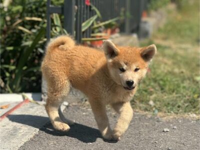 Japanska Akita Inu štenci