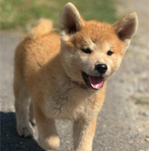 Japanska Akita Inu štenci