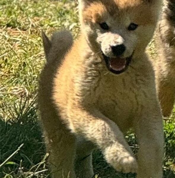 Japanska Akita Inu štenci