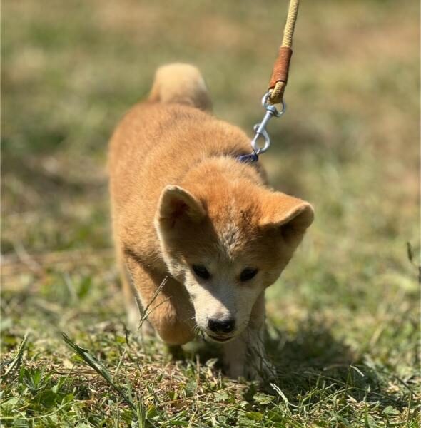 Japanska Akita Inu štenci