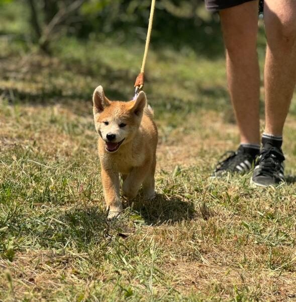 Japanska Akita Inu štenci