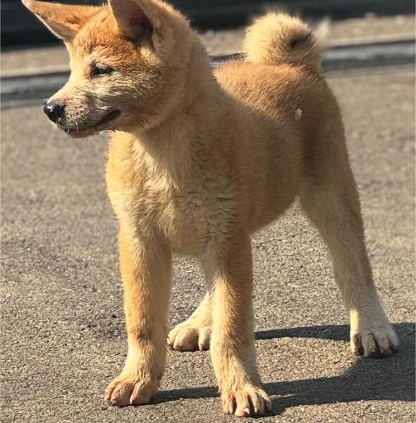 Japanska Akita Inu štenci