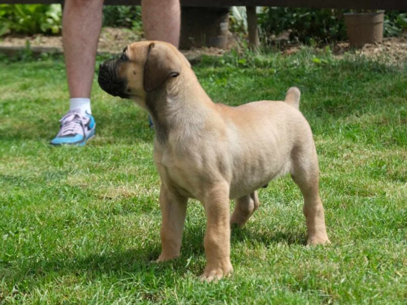 Boerboel Južnoafrički mastif stenci