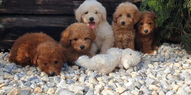 Pudle i maltipoo štenci