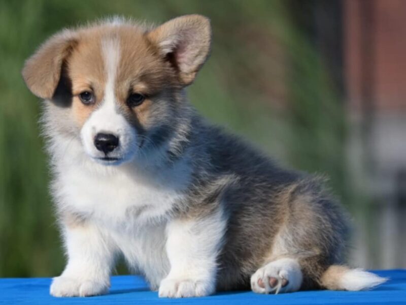 Velski korgi/Welsh Corgi Pembroke