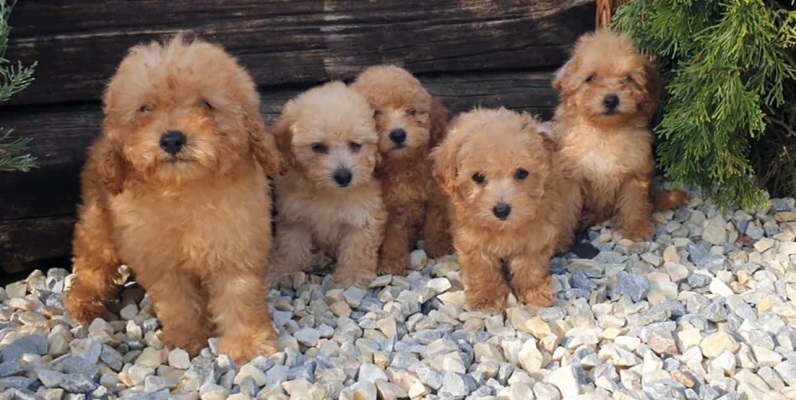 Pudle i maltipoo štenci