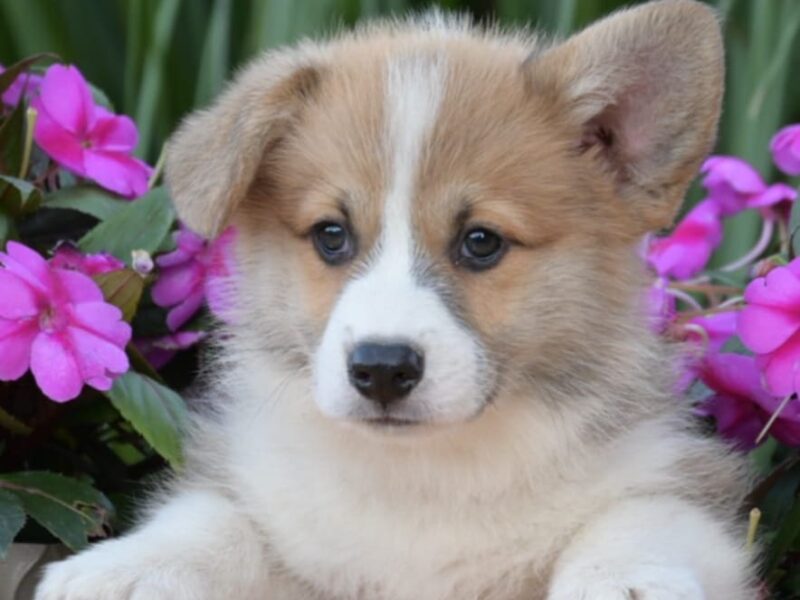 Velski korgi/Welsh Corgi Pembroke