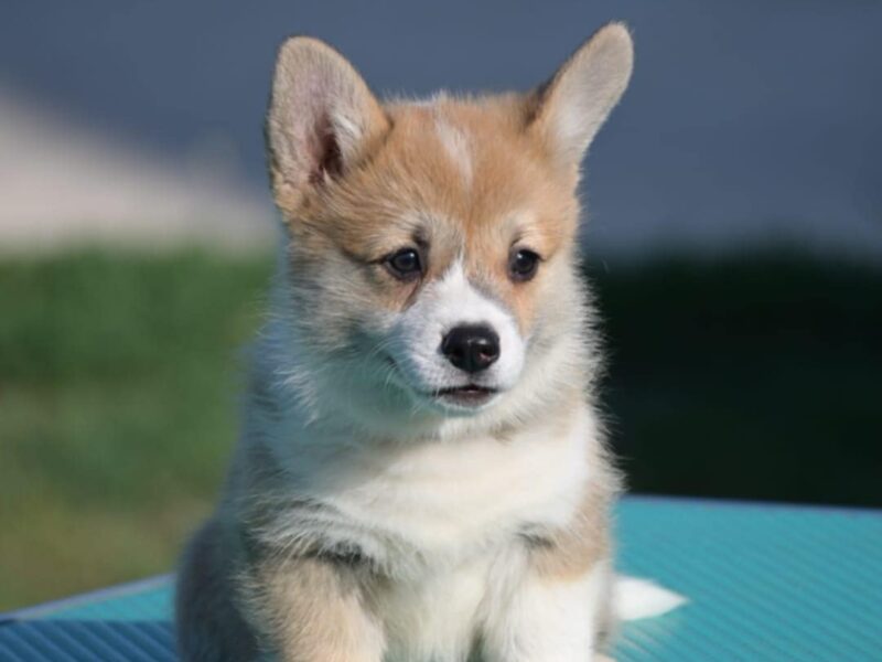 Velski korgi/Welsh Corgi Pembroke