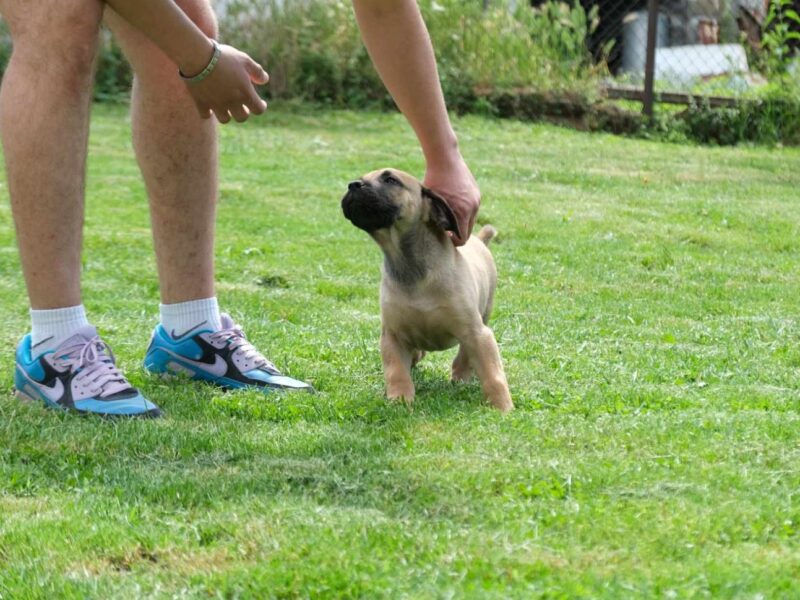 Boerboel Južnoafrički mastif stenci