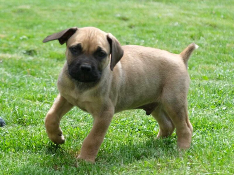 Boerboel Južnoafrički mastif stenci