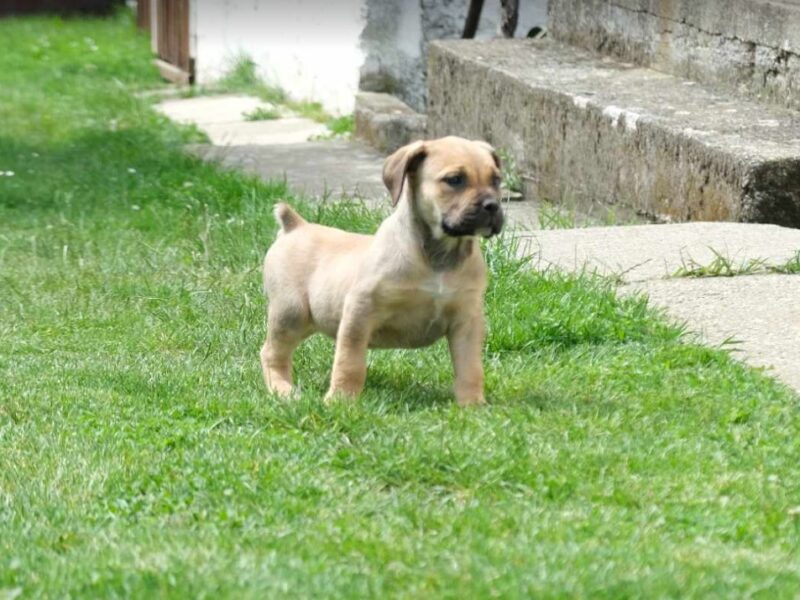 Boerboel Južnoafrički mastif stenci