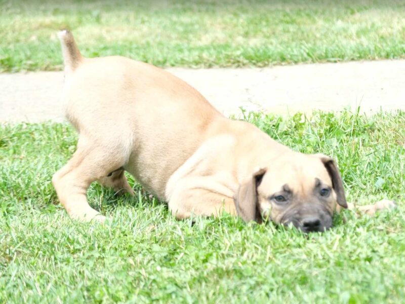 Boerboel Južnoafrički mastif stenci