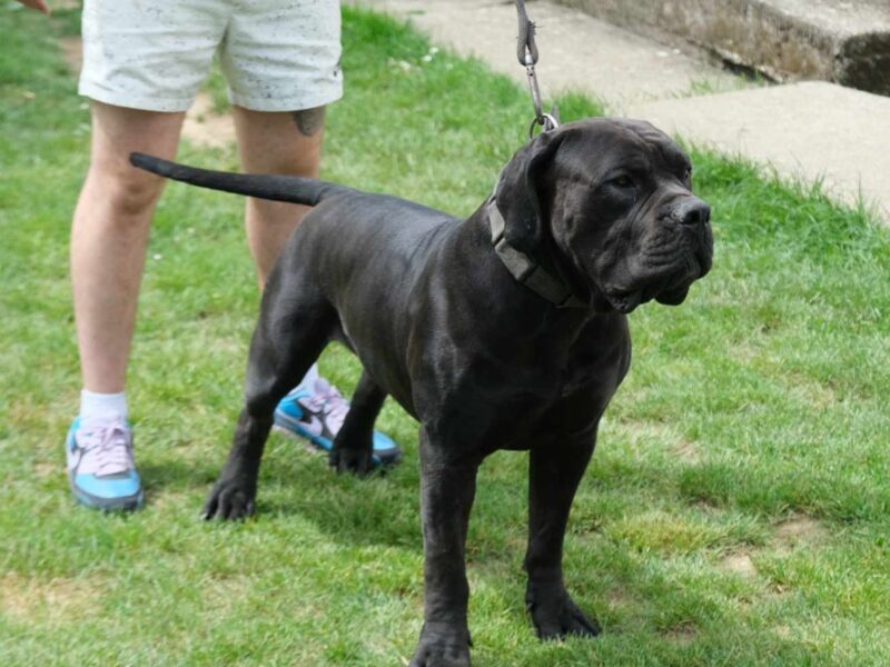 Boerboel Južnoafrički mastif stenci