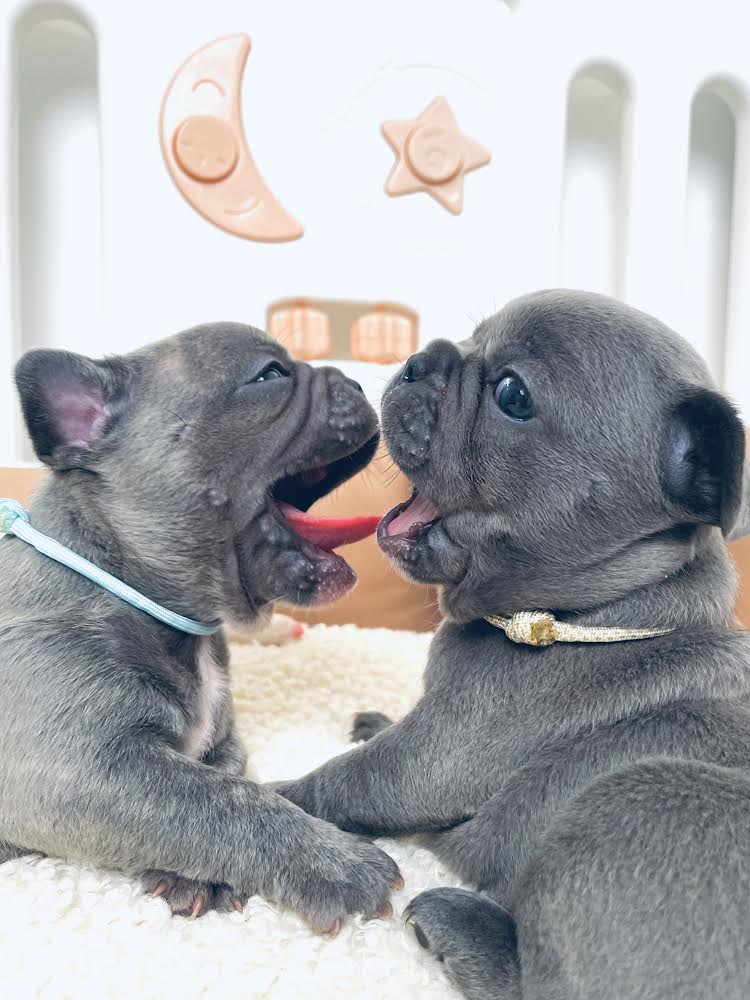 Plavi francuski buldog
