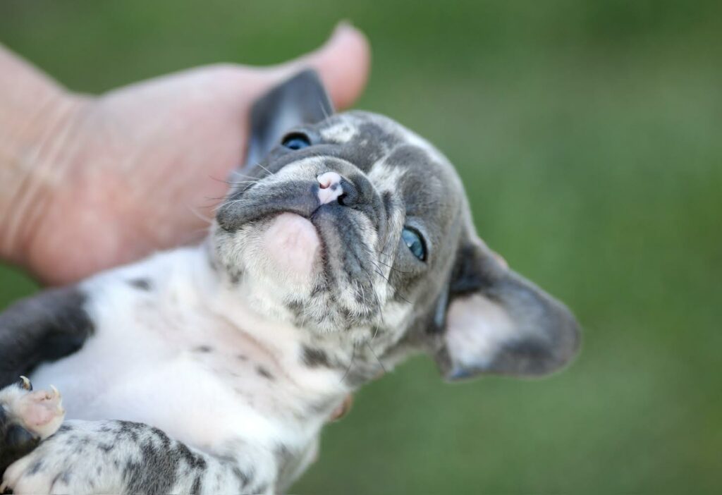 Plavi francuski buldog