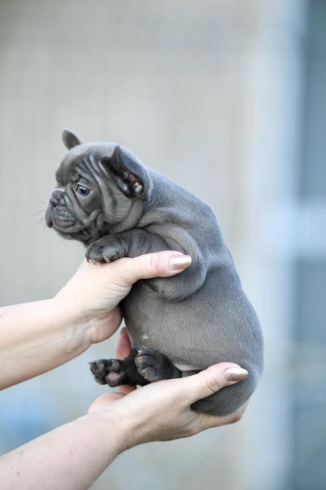 Plavi francuski buldog