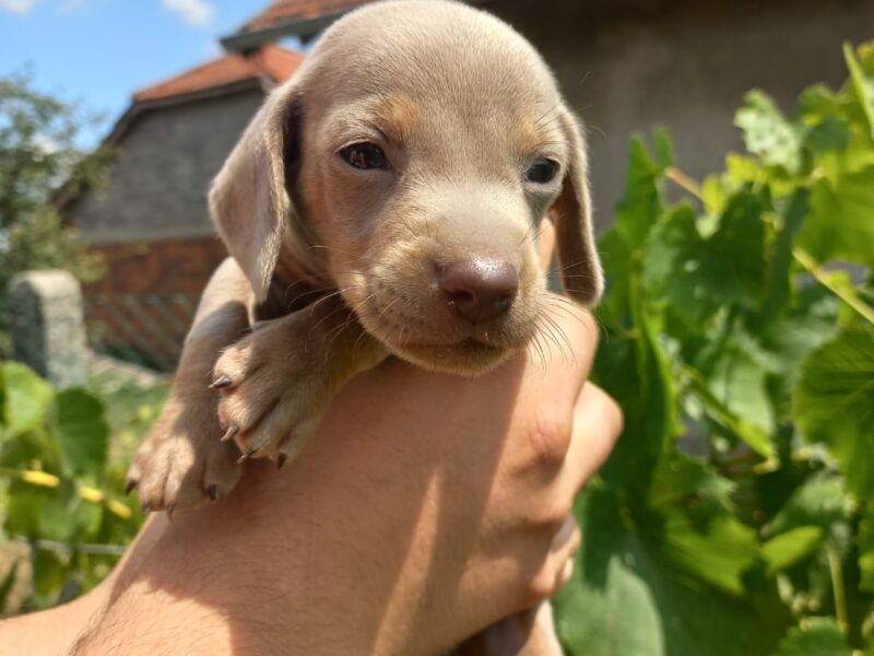 Patuljasti Jazavičar prelepi štenci