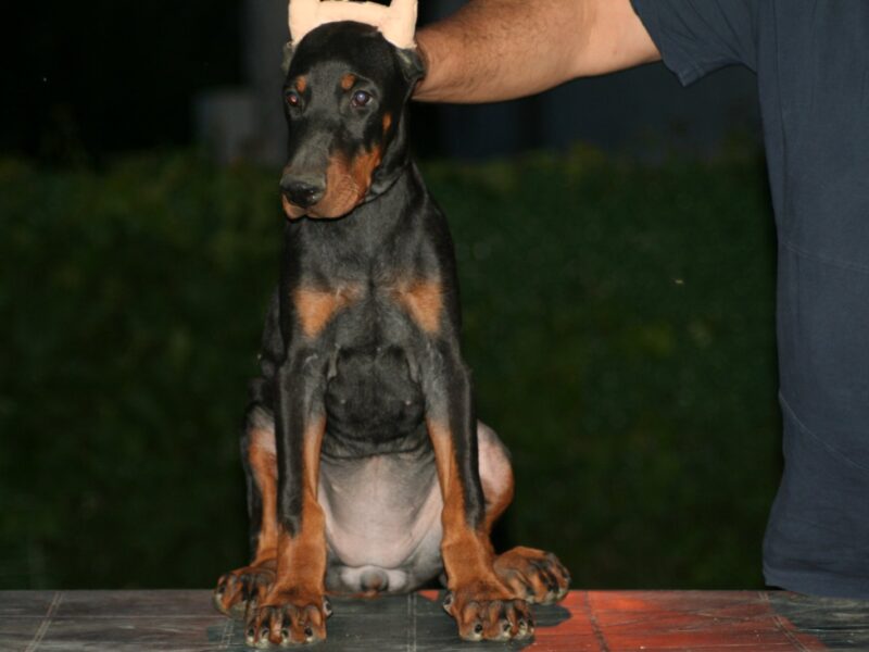 Na prodaju štenci dobermana