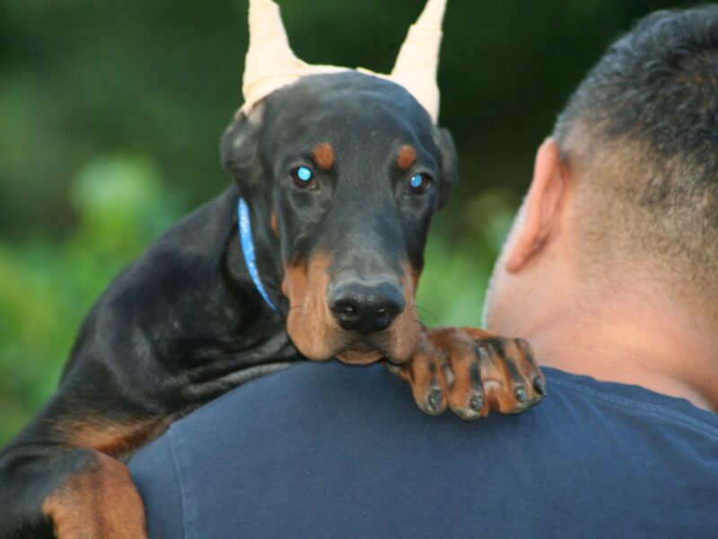 Na prodaju štenci dobermana