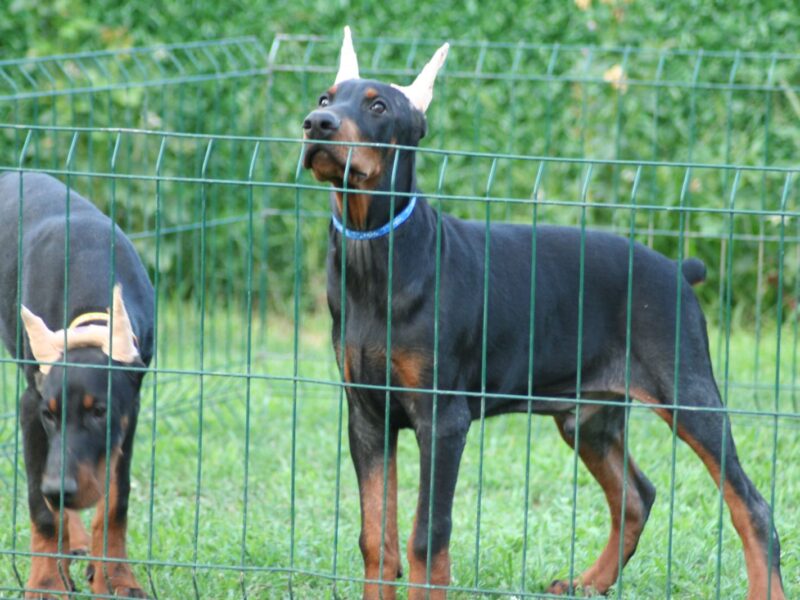 Na prodaju štenci dobermana