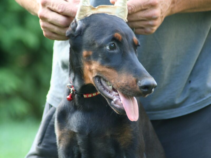 Na prodaju štenci dobermana