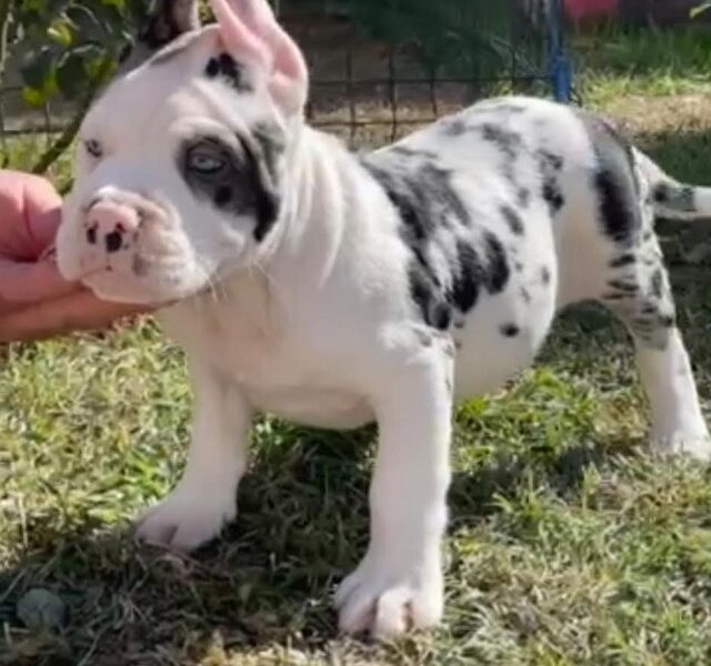 American Bully !!!