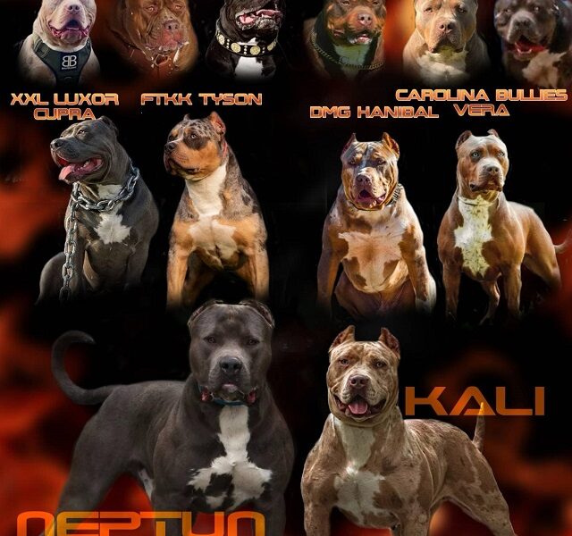 American bully Xl