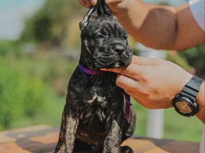 Cane Corso vrhunski štenci