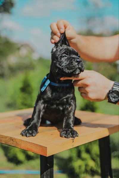 Cane Corso vrhunski štenci