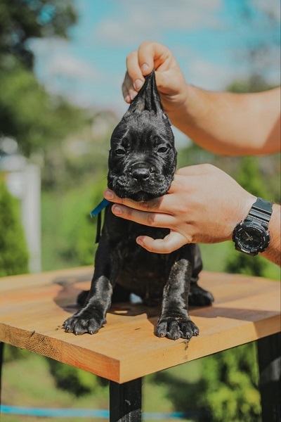 Cane Corso vrhunski štenci