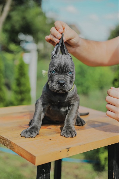 Cane Corso vrhunski štenci