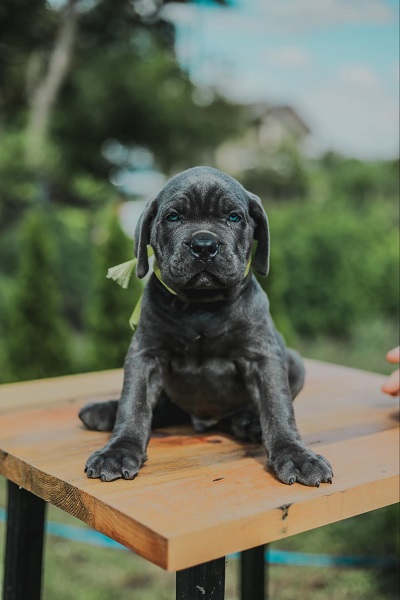 Cane Corso vrhunski štenci