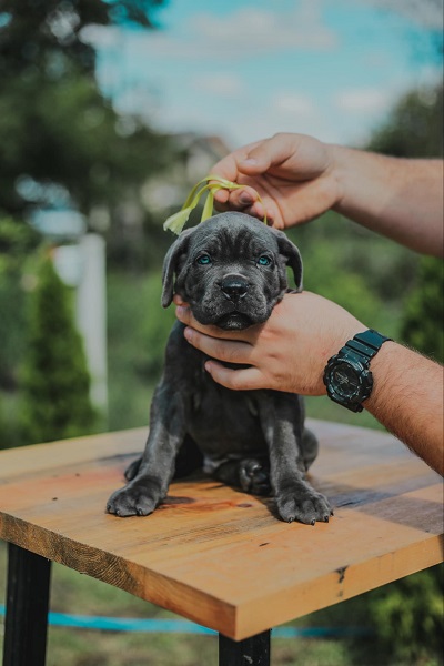 Cane Corso vrhunski štenci