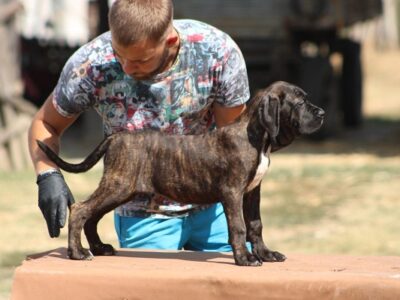 Cane corso štenci